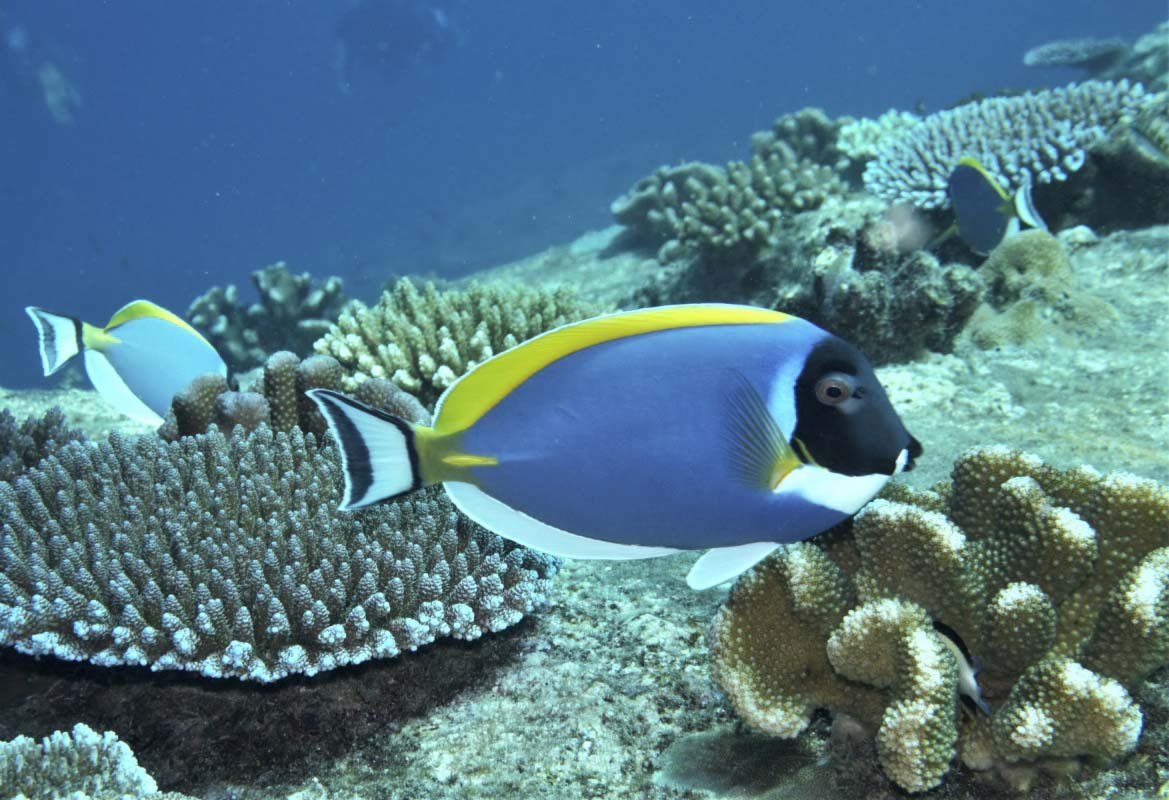 Powderblue Surgeonfish/Tang (Acanthurus leucosternon)