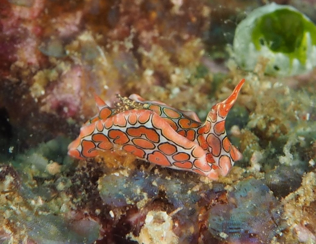 Psychedelic Batwing Slug