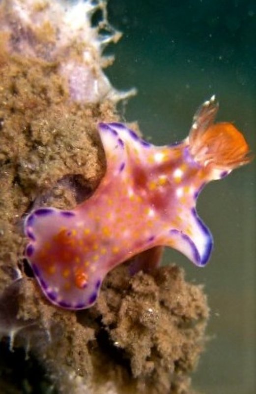 Purple-Edged Ceratosoma