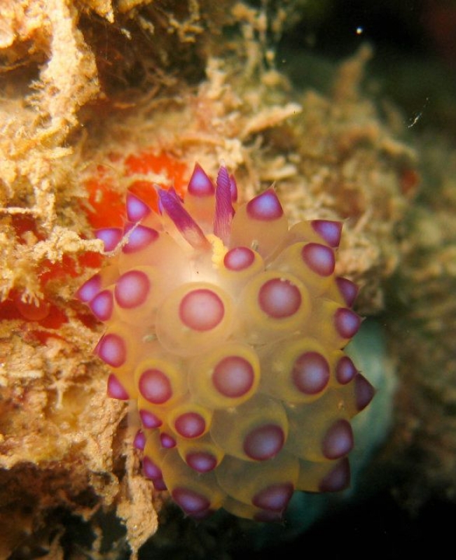Purple-Tipped Janolus