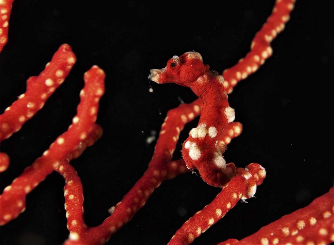 Pygmy Seahorse (Hippocampus bargibanti) on its Gorgonian Seafan