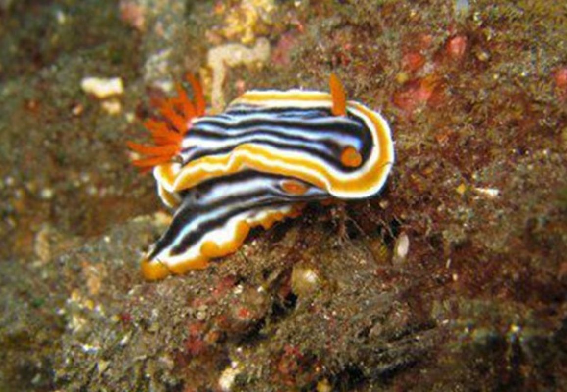 Pyjama Chromodoris