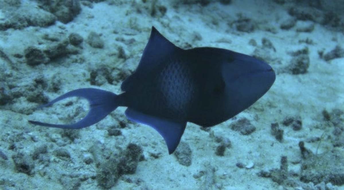 Redtooth Triggerfish (Odonus niger)