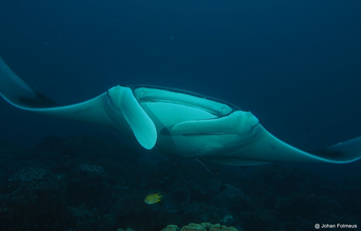 Manta Ray