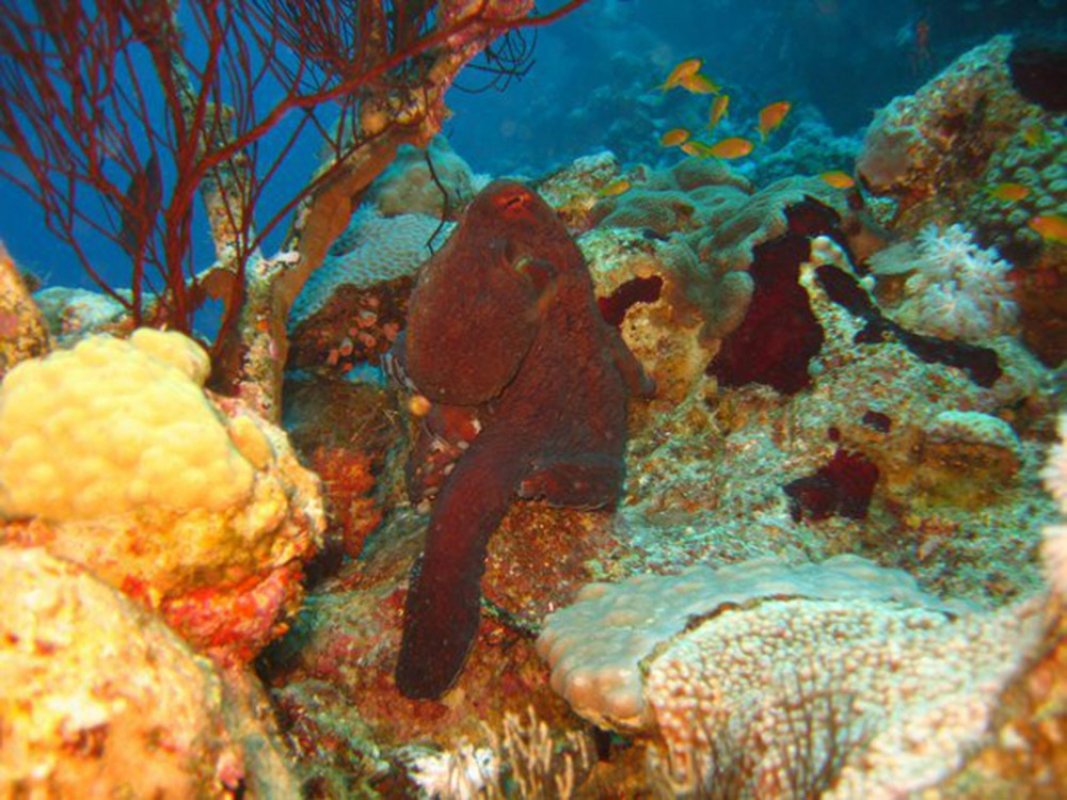 Reef-Octopus