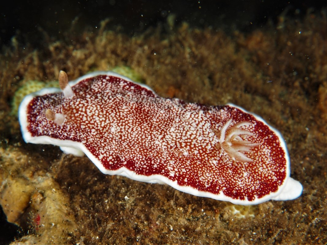 Reticulated Goniobranchus