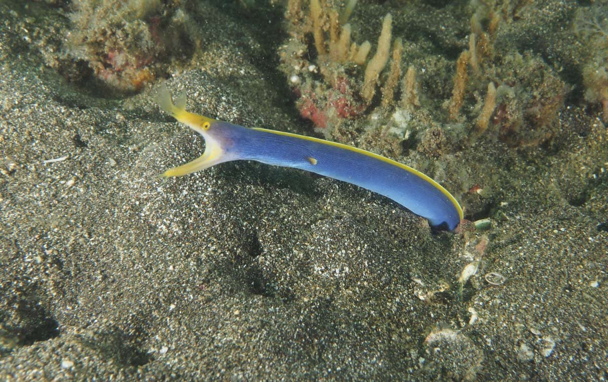 Ribbon eel with its head protruding from the reef during the day