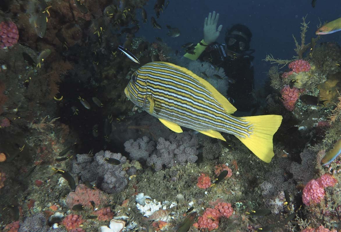 Ribboned Sweetlips (Plectorhincus polytaenia)