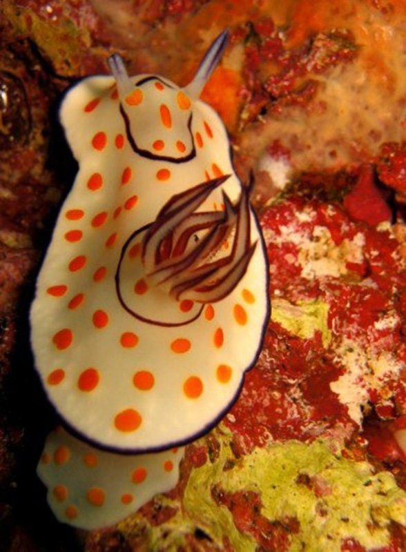 Ringed Chromodoris