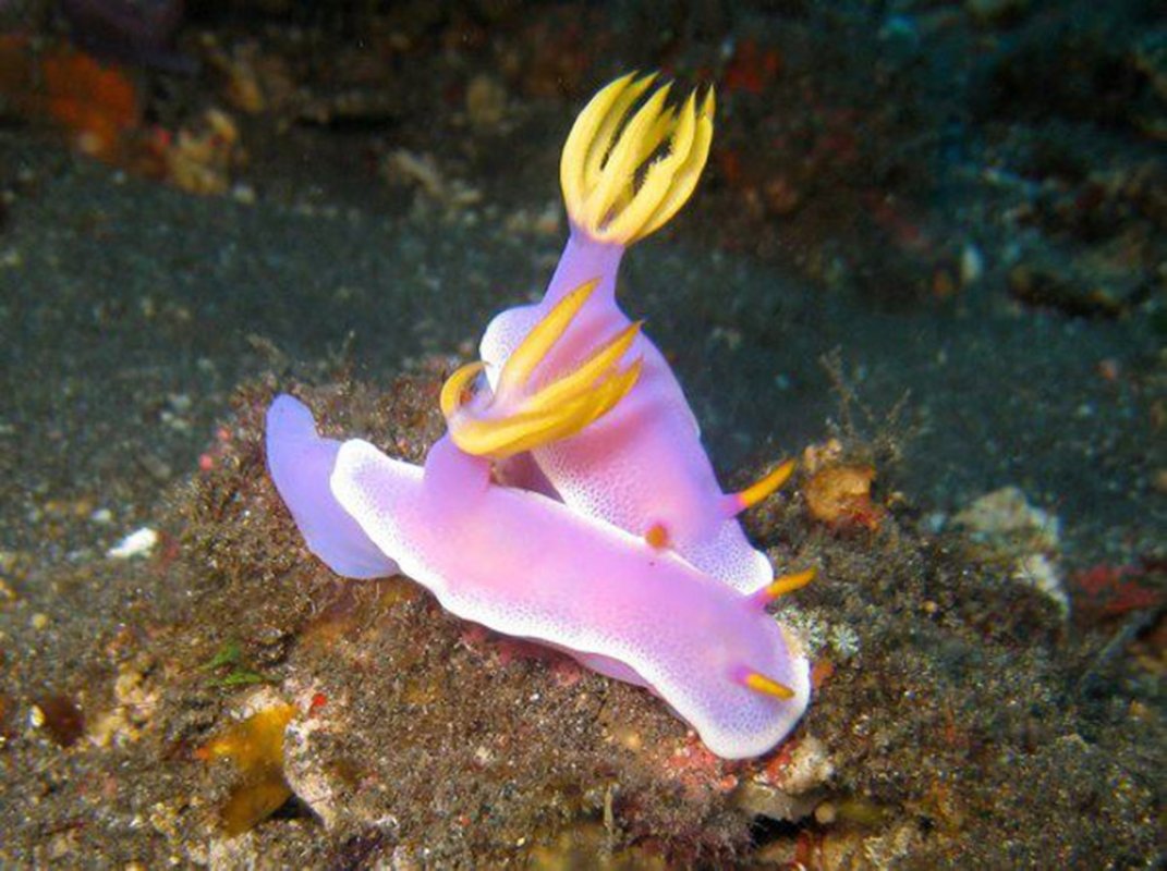 Royal Hypselodoris