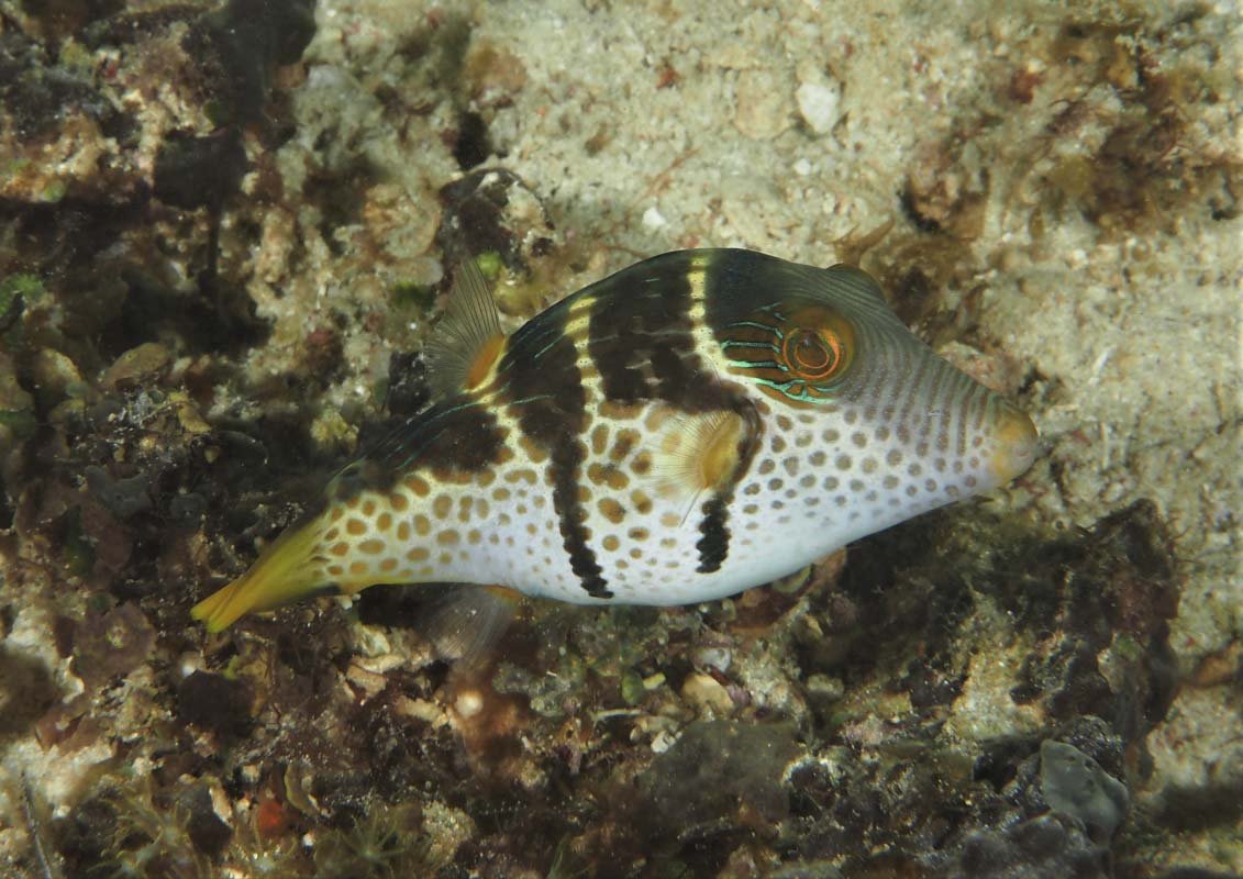 Valentini Puffer (Canthigaster valentini)