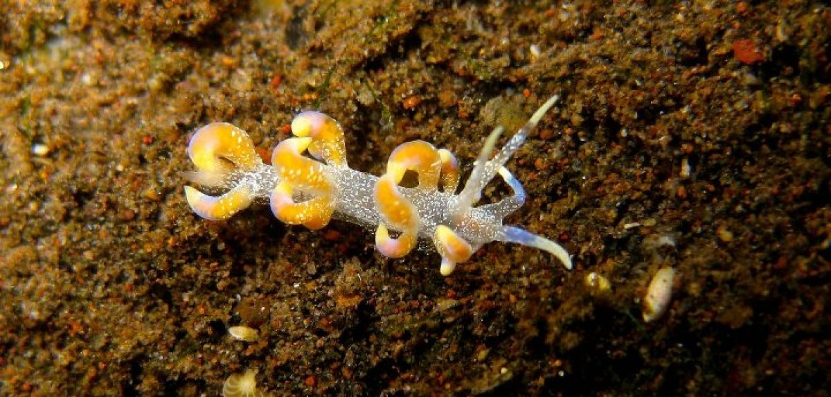 Samla Bicolor