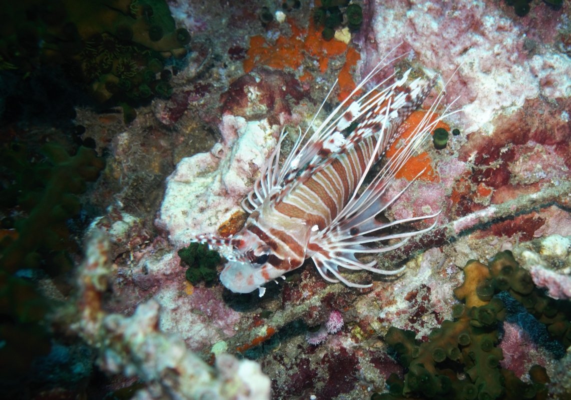Spotfin Lionfish