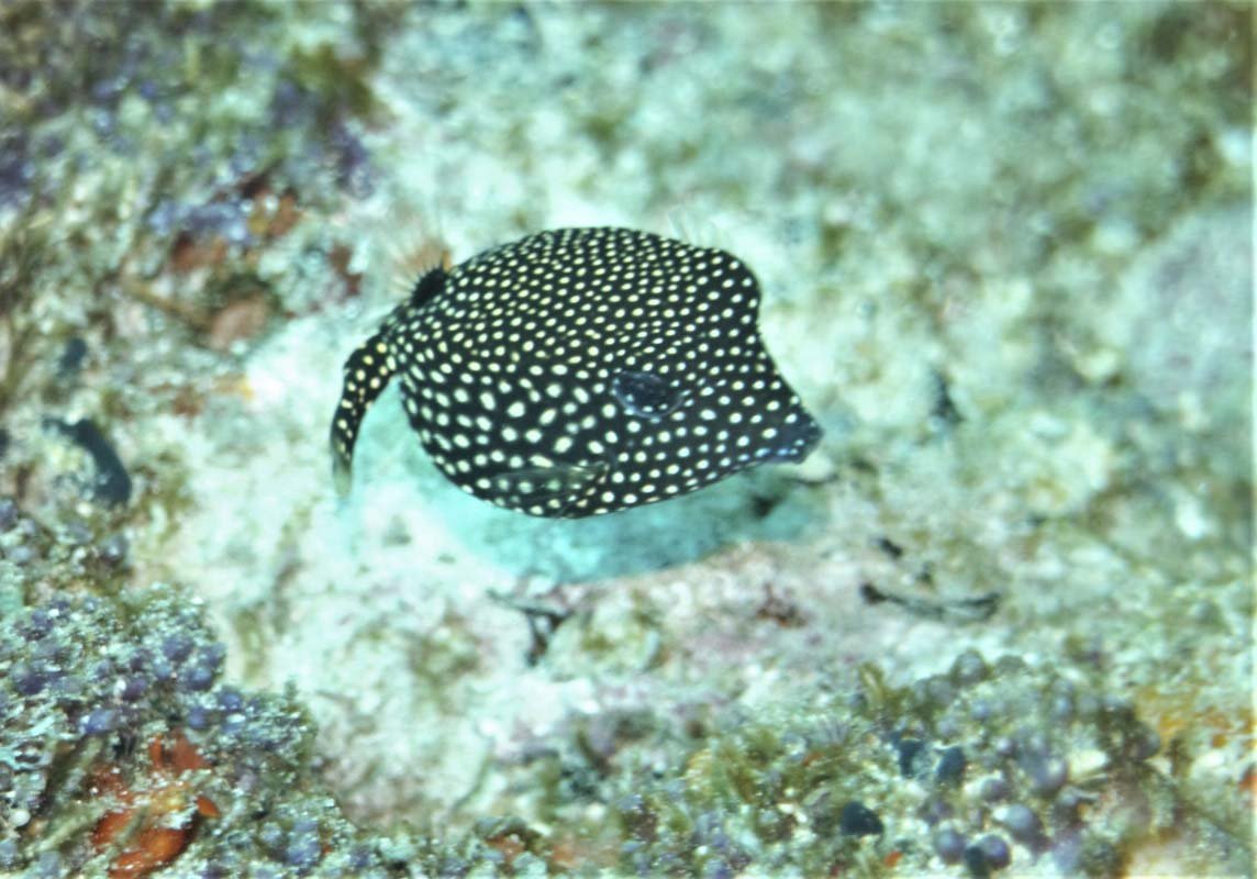 Female Spotted Boxfish (Ostracion meleagris) at The Similan Islands Thailand