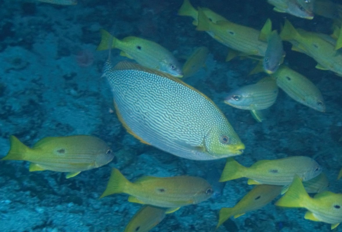 Streaked Spinefoot