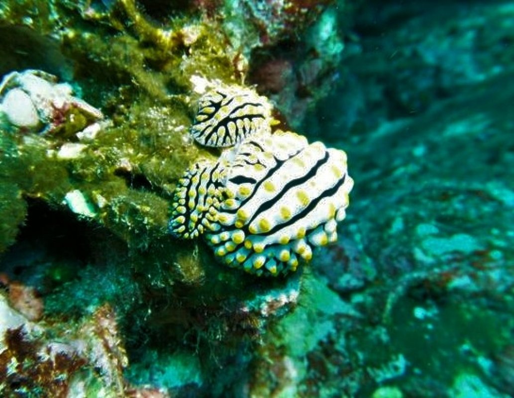 Swollen Phyllidia