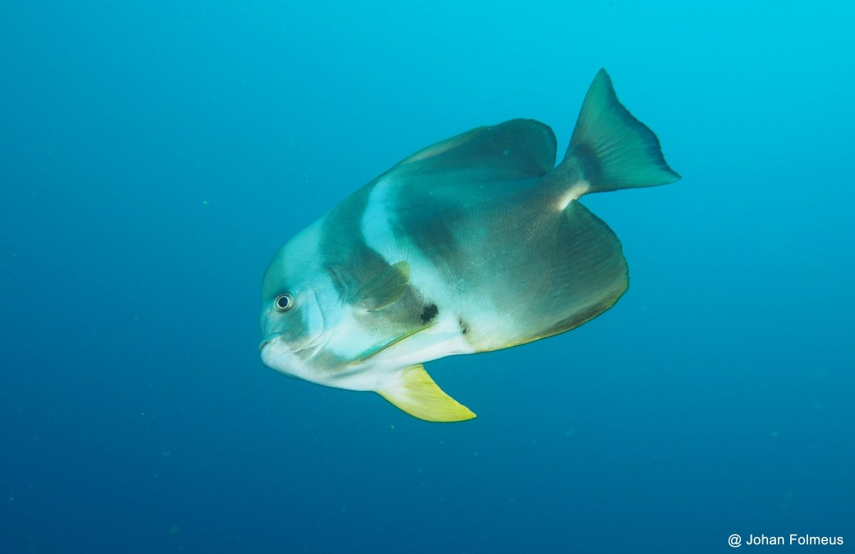 Teira Batfish