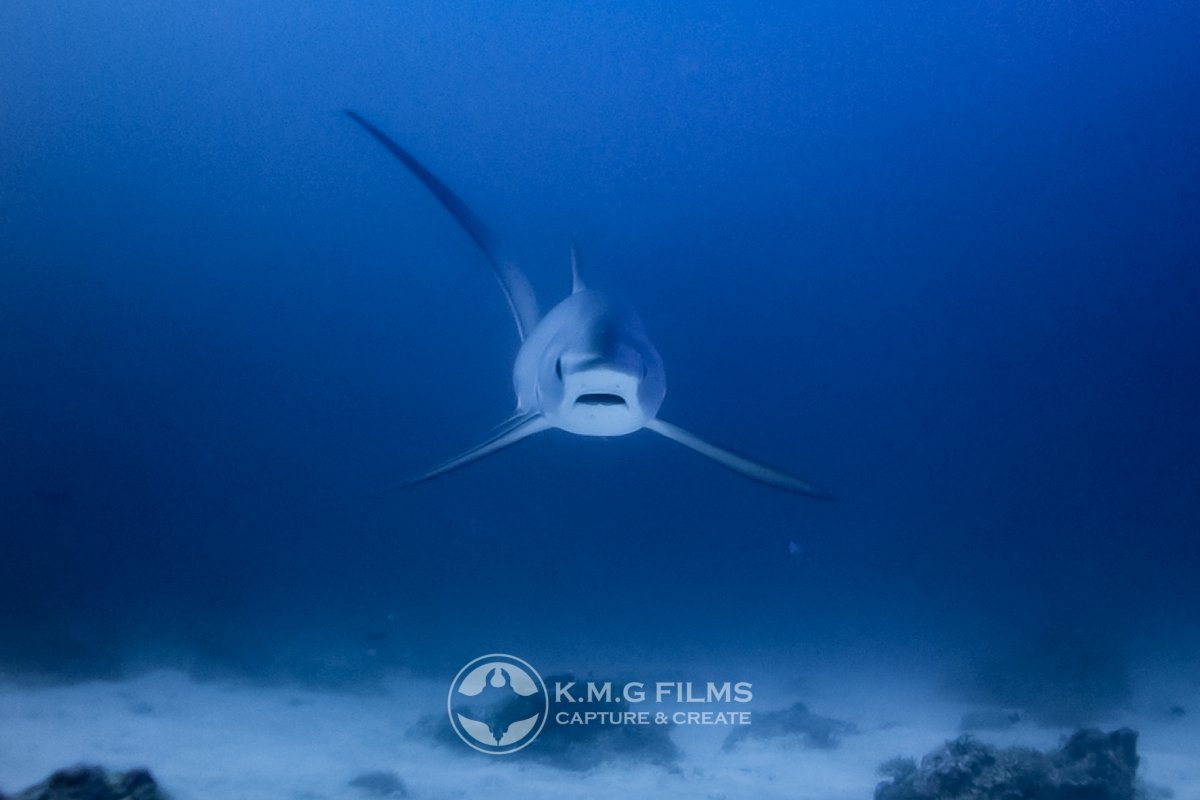 Thresher Shark