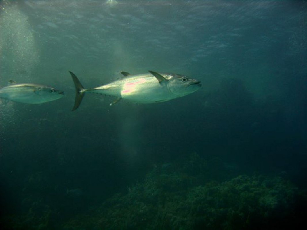 Tuna