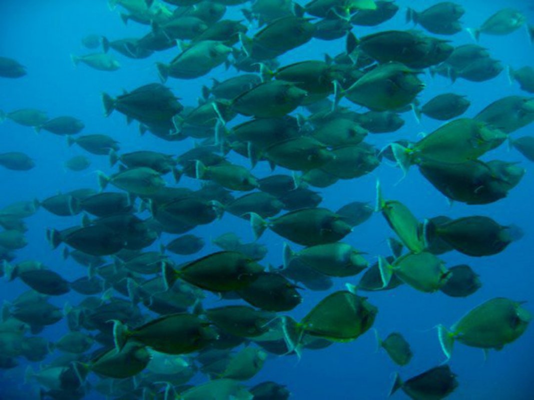 Unicornfish