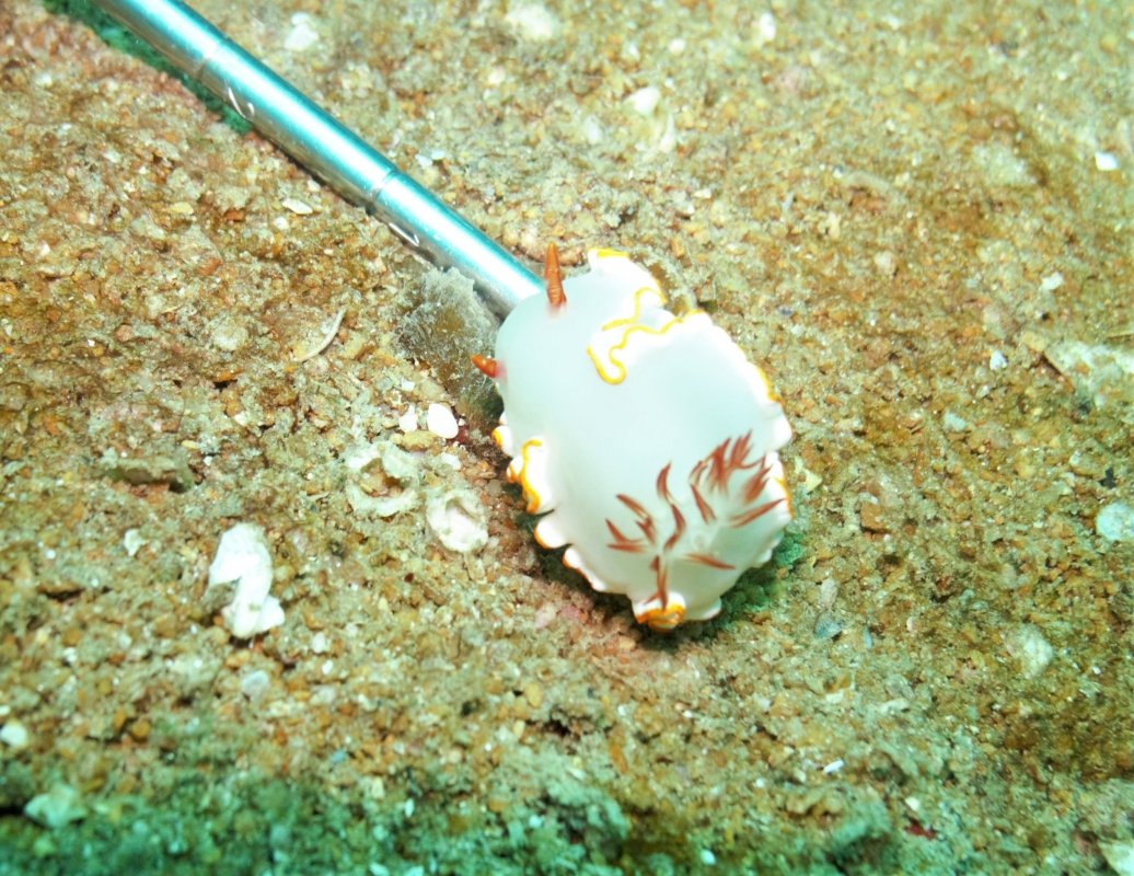 Verrier's Chromodoris