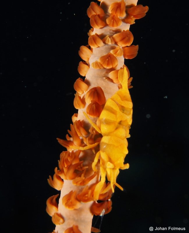 Whip Coral Shrimp