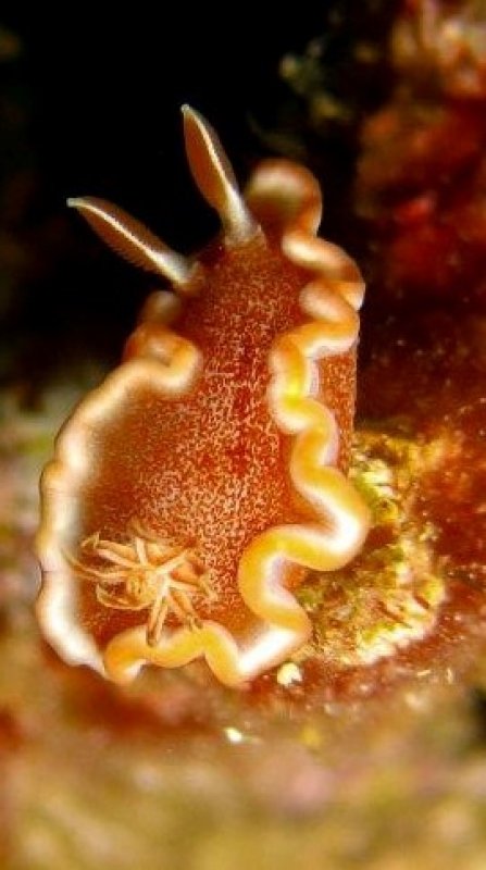 Red-Margined Glossodoris