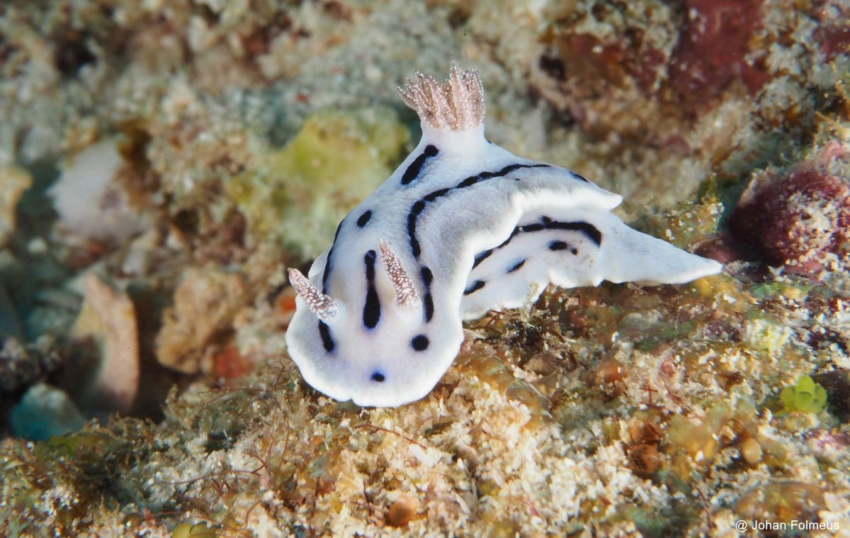 Willan's Chromodoris