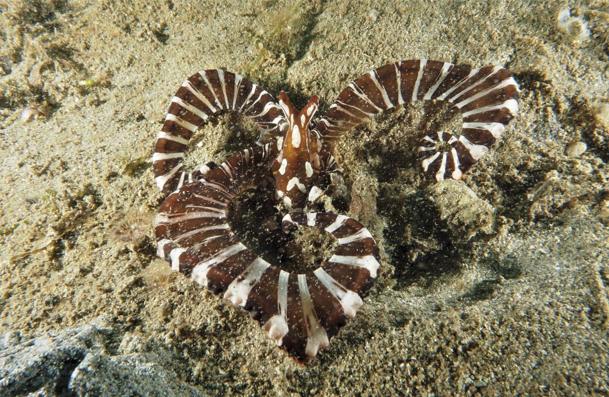 Wonderpus (Wonderpus photogenicus) in Indoesia