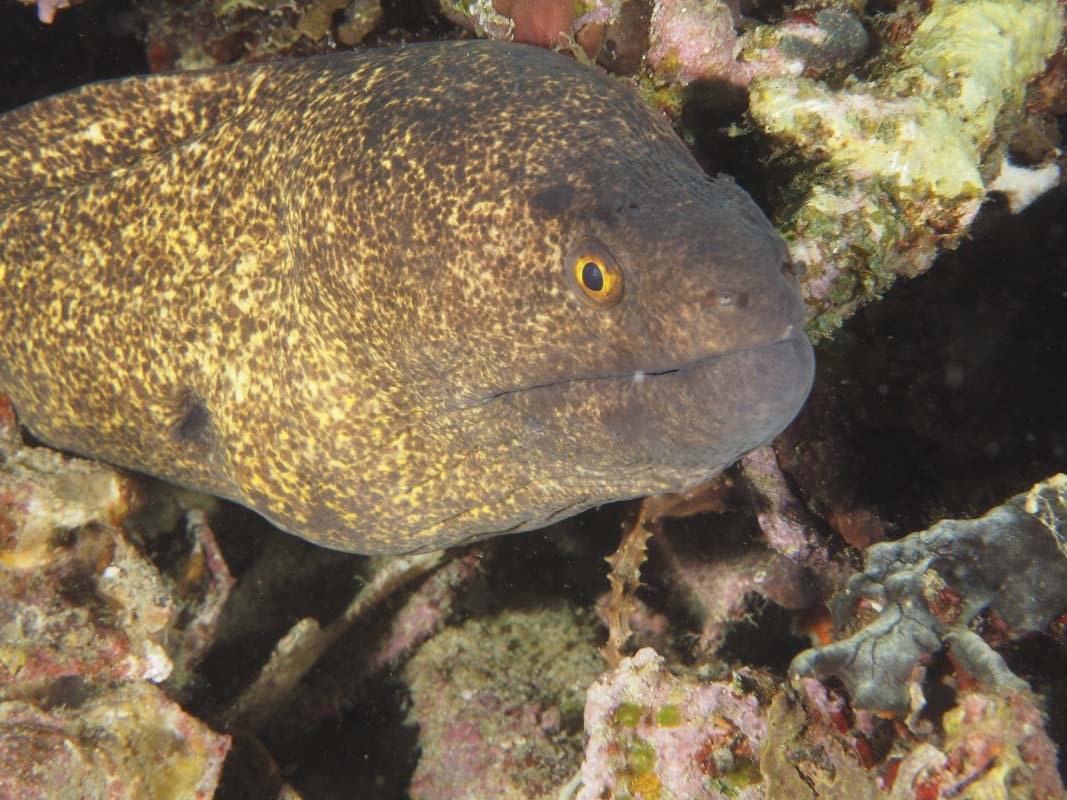 An adult Yellow-Margin Moray Eel (Gymnothorax flavimarginatus) in Indonesia.