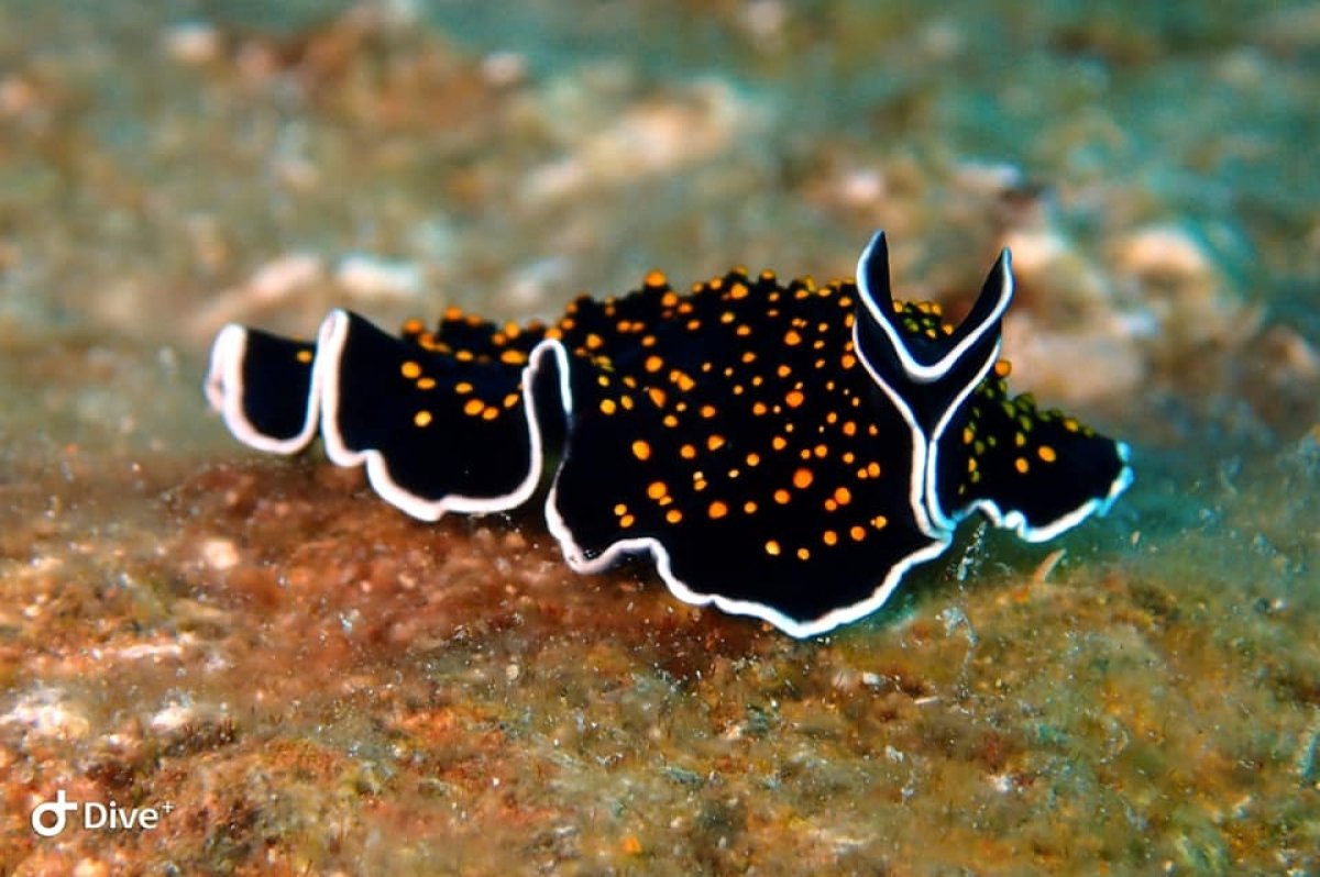 Thysanozoon nigropapillosum