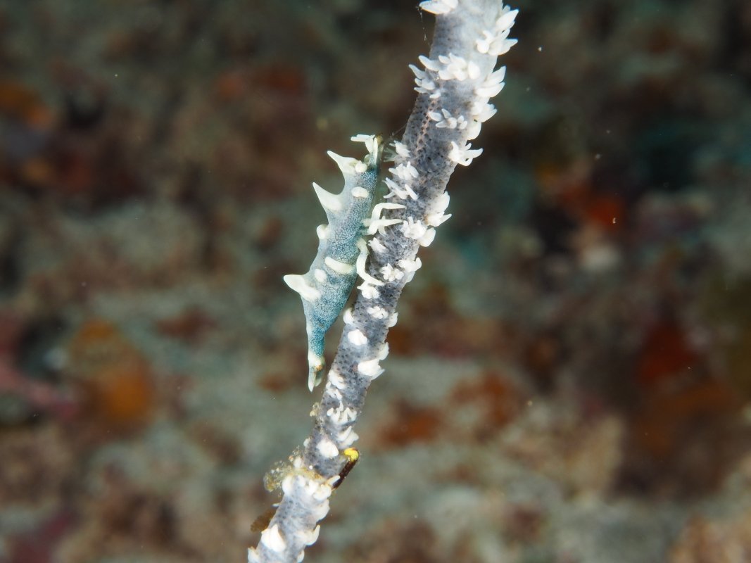 Zanzibar Whip Coral Shrimp
