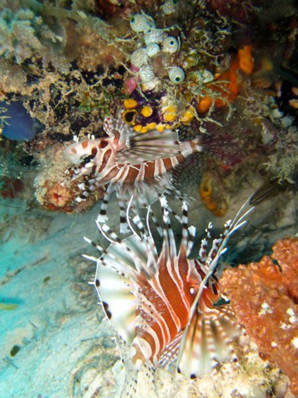 Zebra Lionfish
