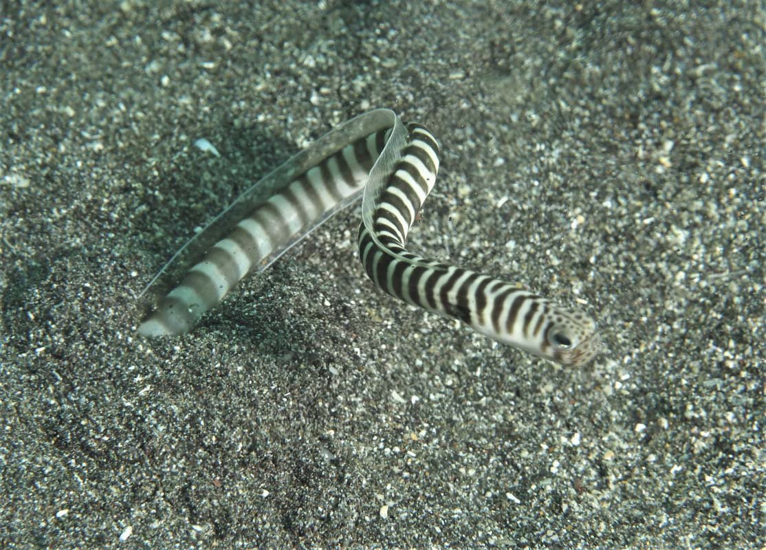 Zebra Garden Eel