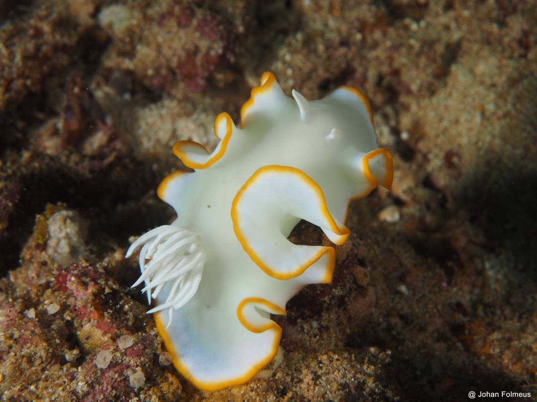 Whitenose Nudibranch