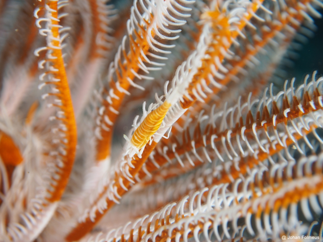 Commensal Shrimp