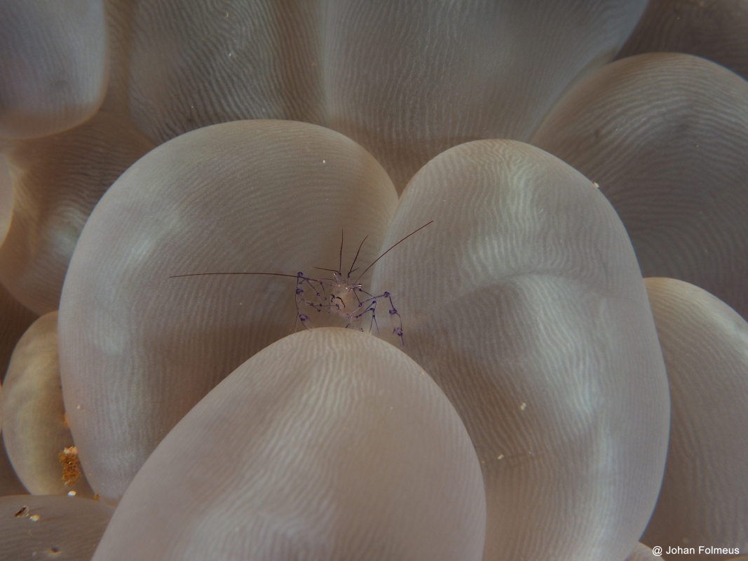 Anemone Shrimp