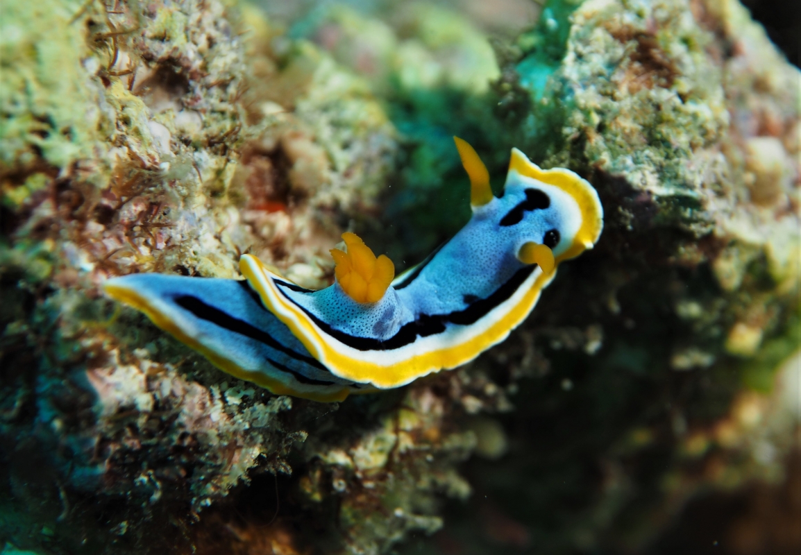 Anna's Chromodoris