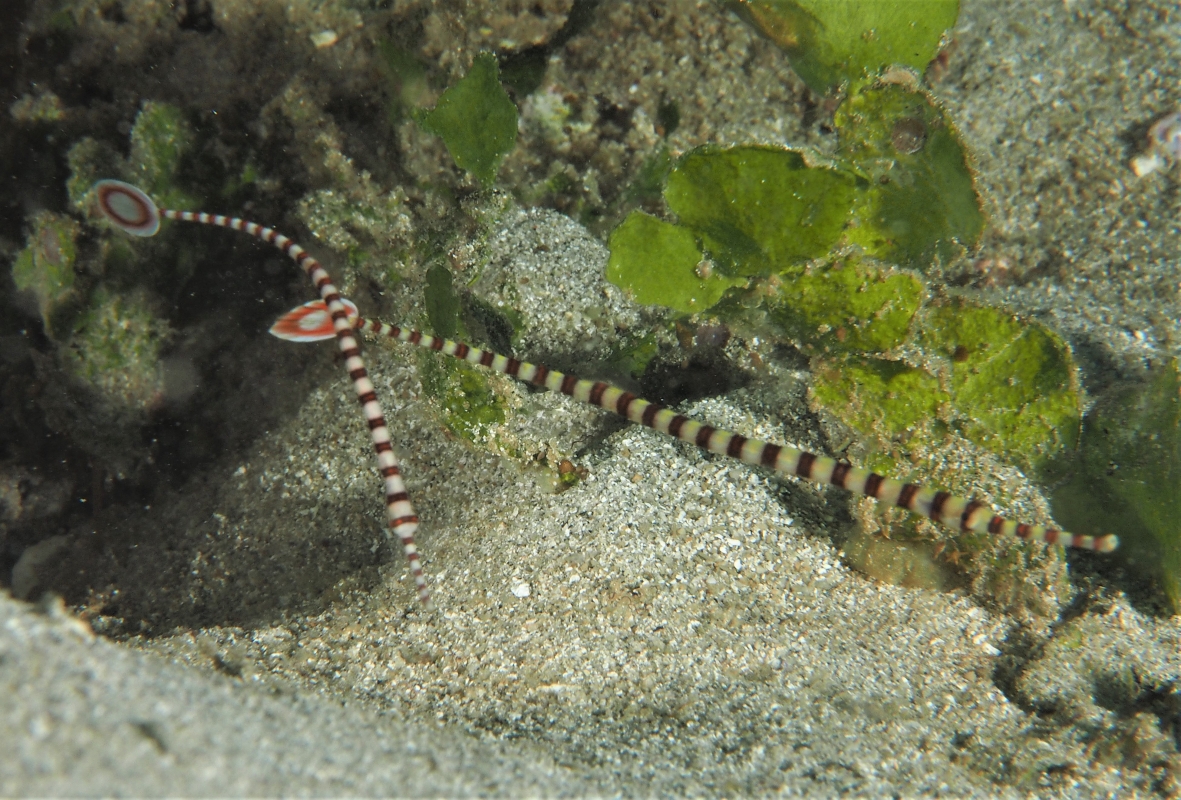 Banded Pipefish (Doryrhamphus dactyliophorus)