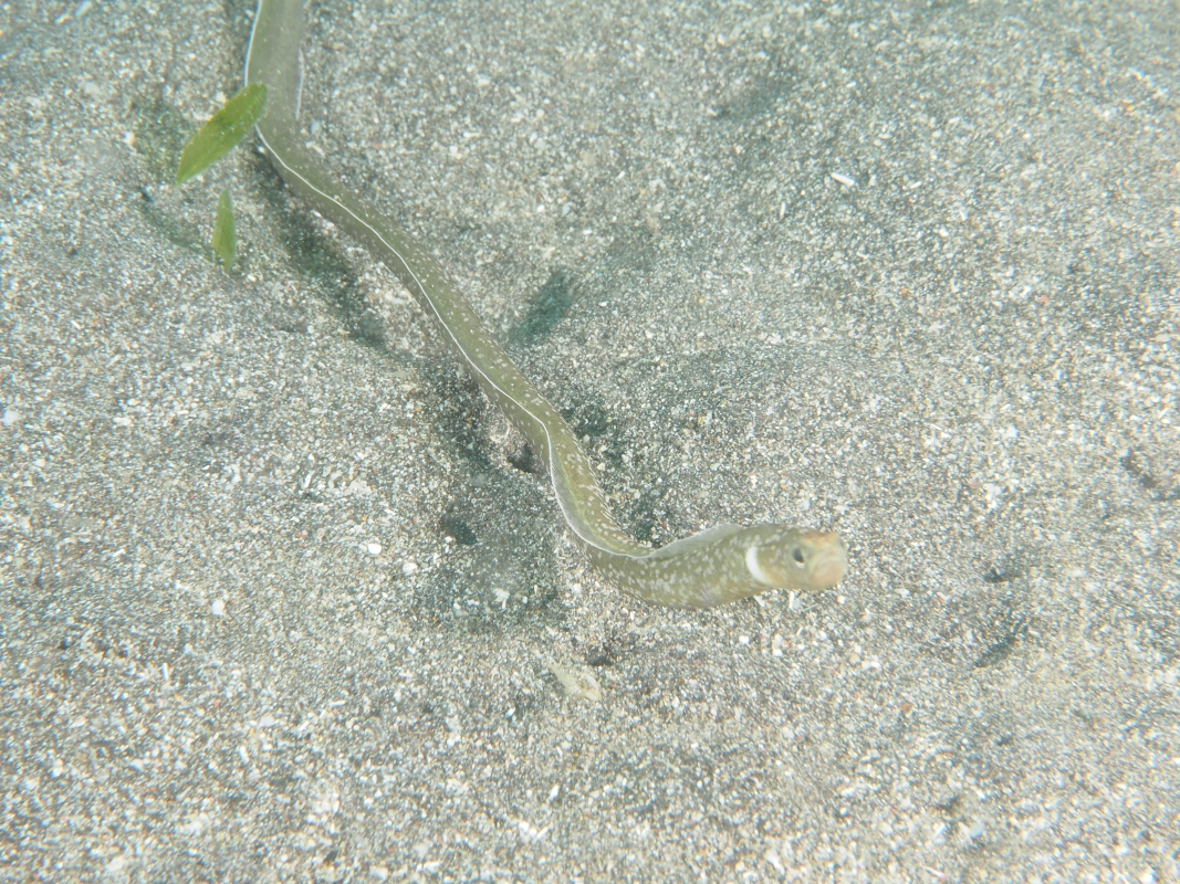 Black Garden Eel