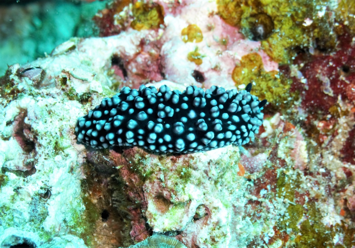 Black Phyllidiella