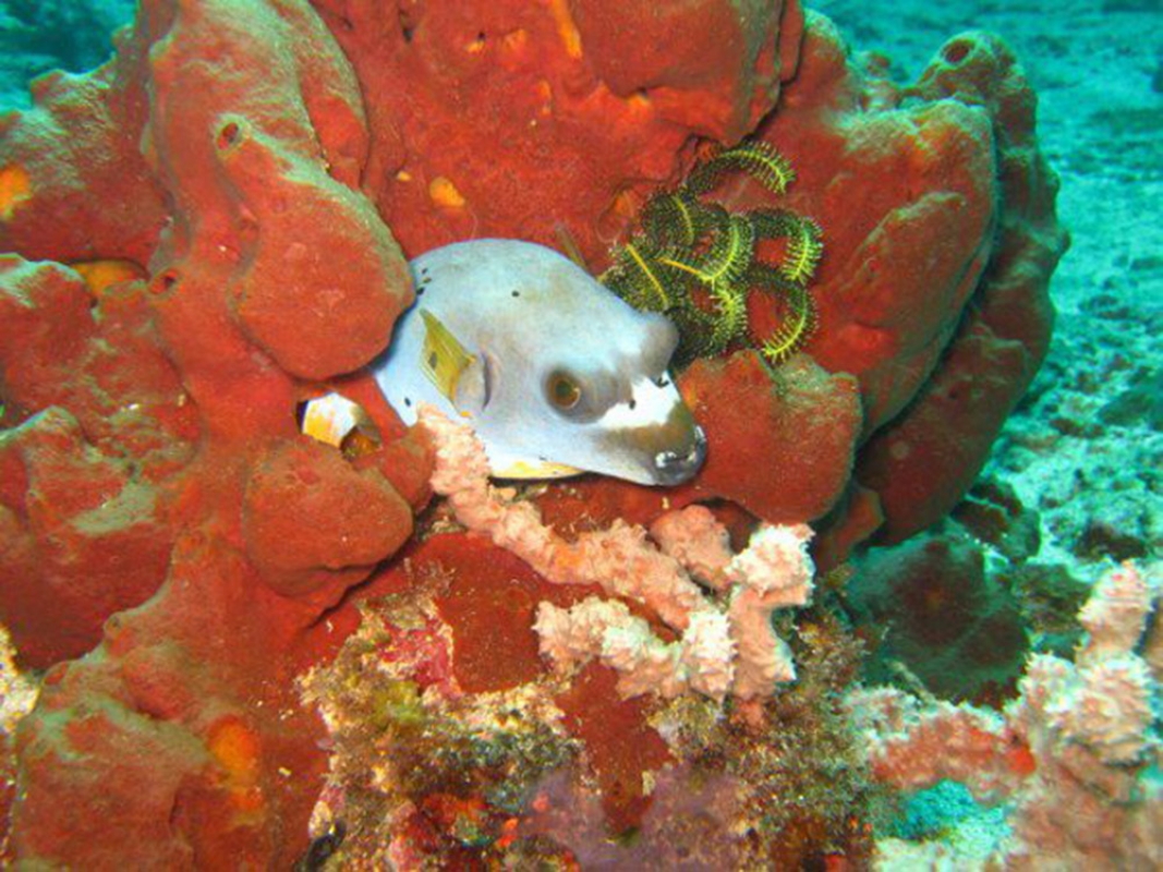 Black-Spotted Pufferfish
