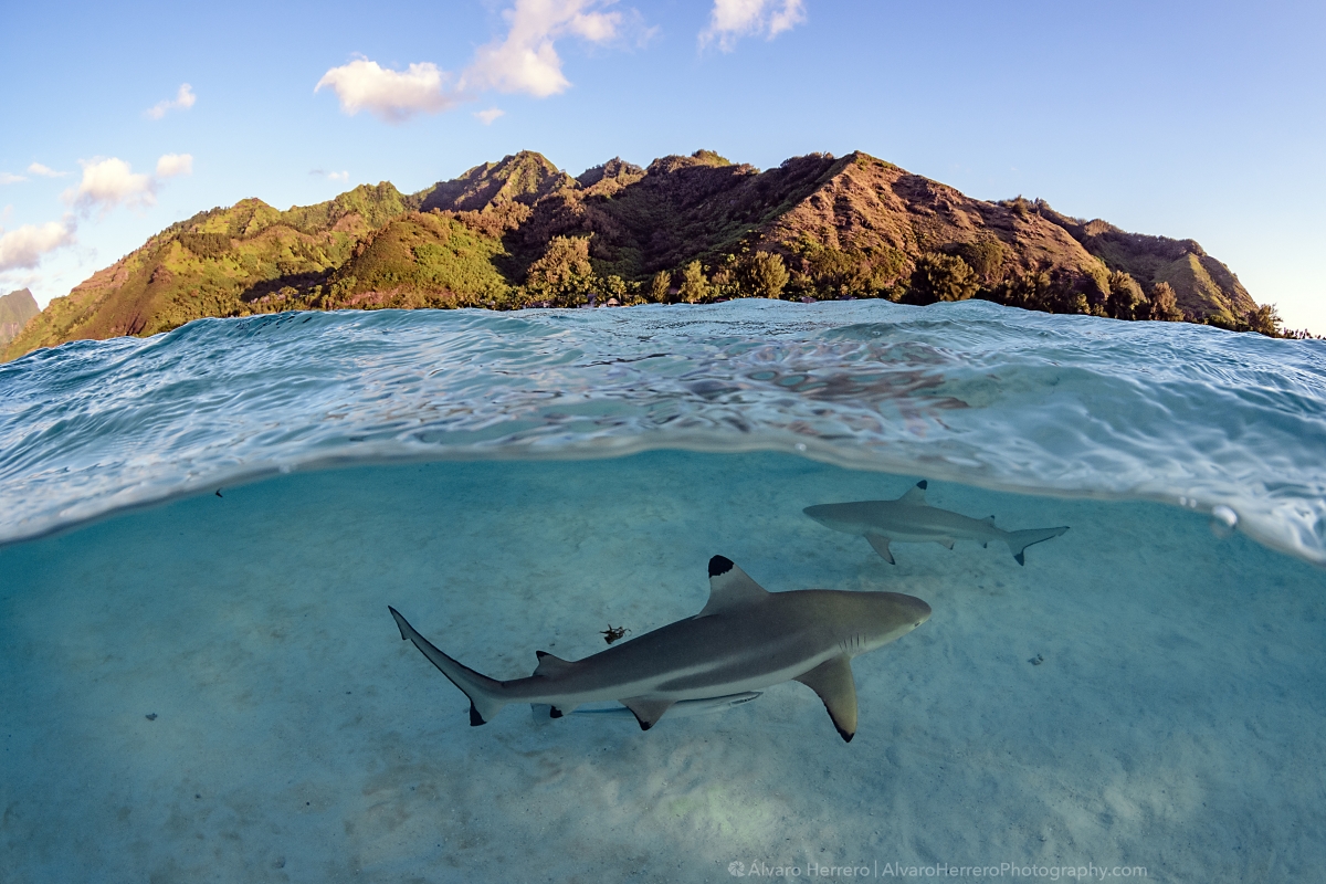 Blacktip Reef Shark (Carcharhinus melanopterus)