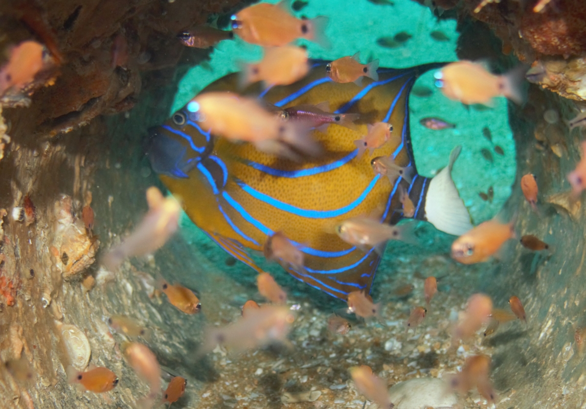 Blue Ring Angelfish
