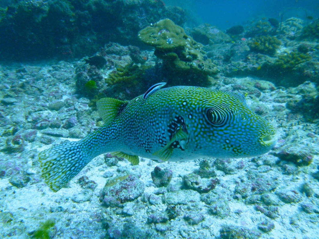 Blue-Spotted Pufferfish (Arothron caeruleopunctatus)