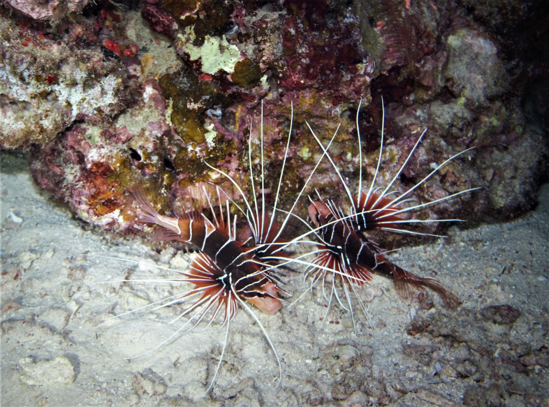 Clearfin Lionfish