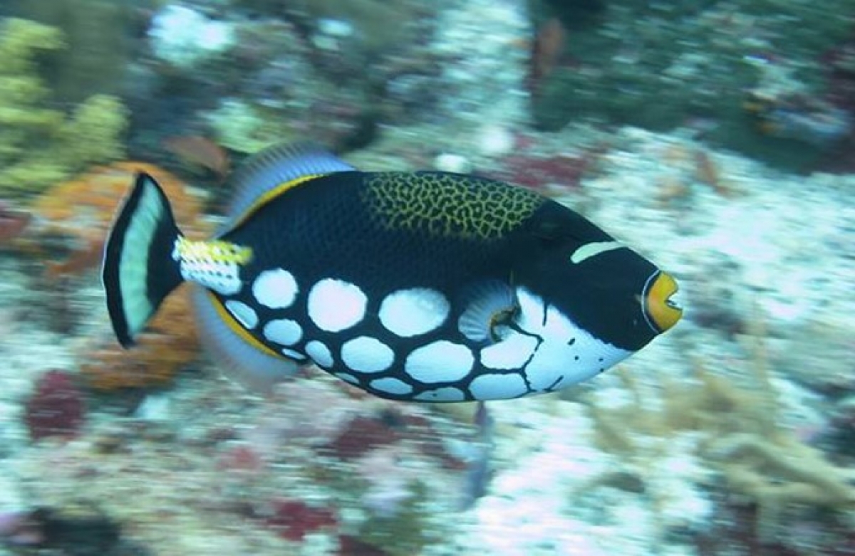Clown Triggerfish (Balistoides conspicillum) at Gili Trawangan, Indonesia.