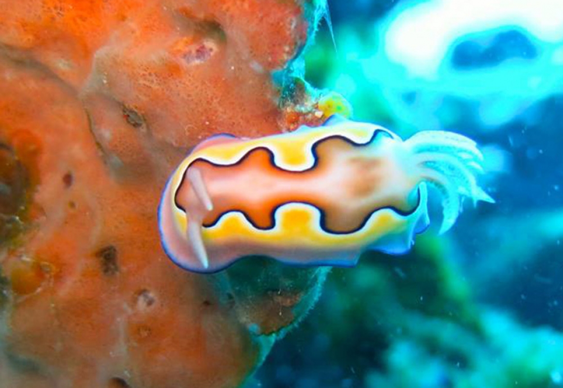 Co's Goniobranchus