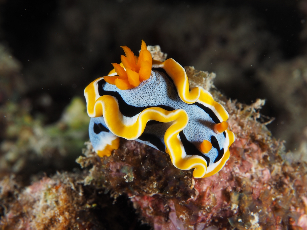 Coleman's Chromodoris