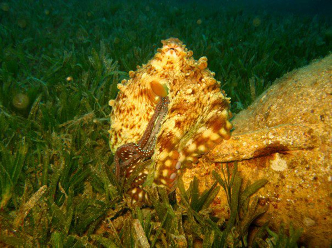 Day-Octopus